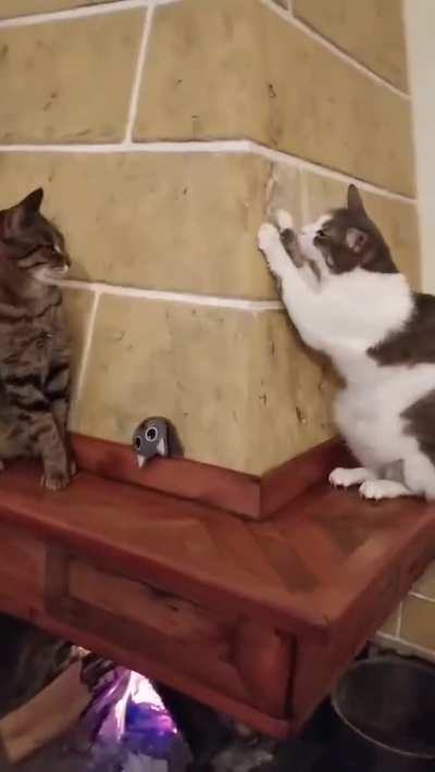 Sneaky cat acts innocent whent spotted by another cat.