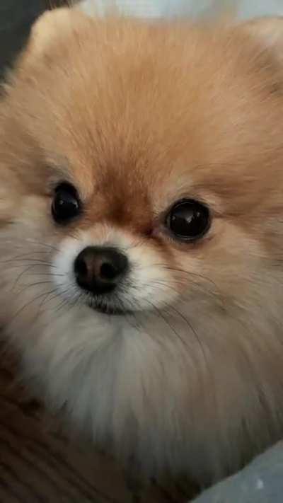 Asking for lunch even though it’s only 2 meals a day. 😂