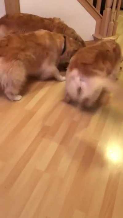 Figured this belonged here: three goldens meet new baby sister