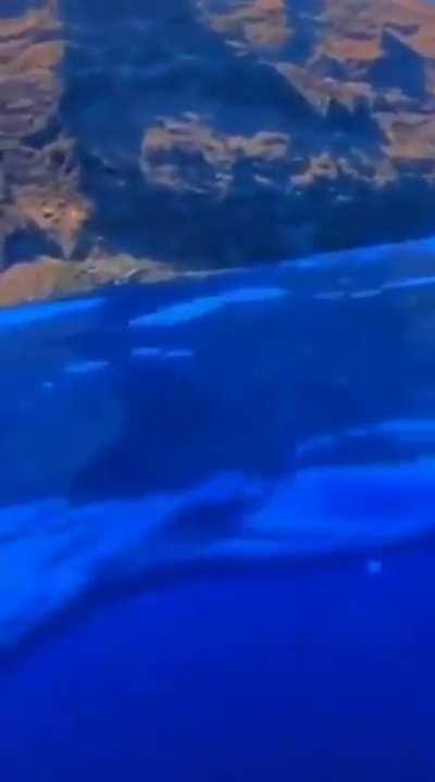 Just chillin in the water...