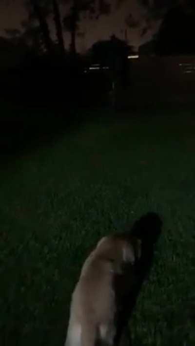 I saw something interesting in my back yard. Paranormal? Or just an illusion? (check around the 0:24 mark around the tree to the right)