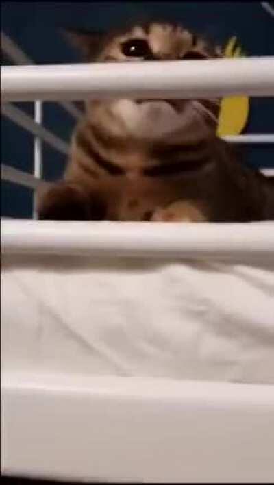 To hunt down a hooman