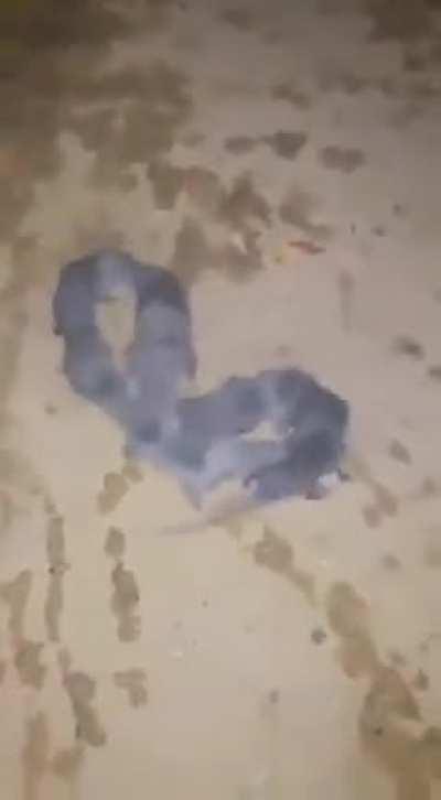 Mobius Rat. Infini-rat? Just…nope.