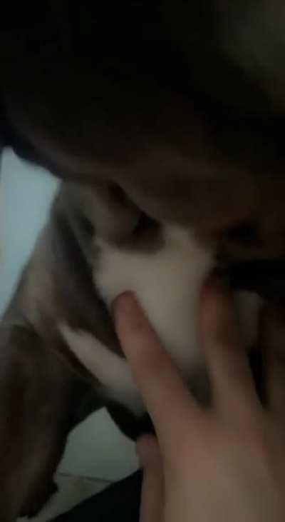 They like to sit in the bathroom by the vent and have a sauna session.