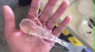 An Amphipod Cystisoma