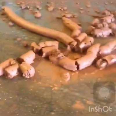 The morning after i eat at taco bell