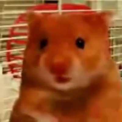Cursed_hampster