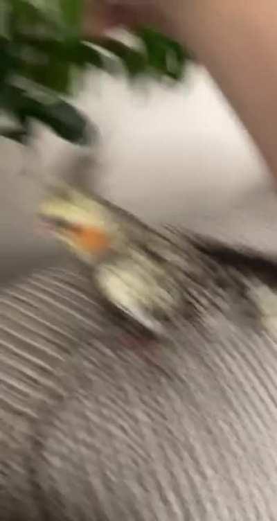 bowie is absolutely insistent that she simply must eat this house plant despite the fact that she won’t eat veggies when i give them to her