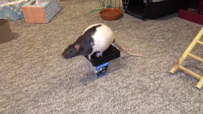 My sweet pet rats Blackberry and Cream doing their 