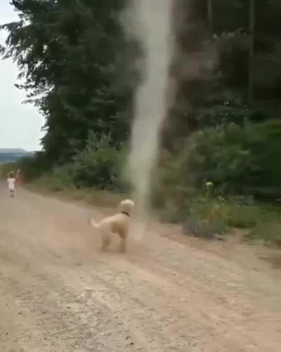 DOG gETs HArrAseD by tOrnaDo
