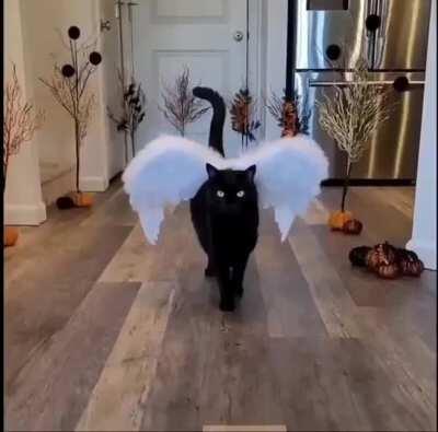 The amount of effort and patience that went into this cat walk. And the 🔥 costume design! (Credit: @rover_thecat)