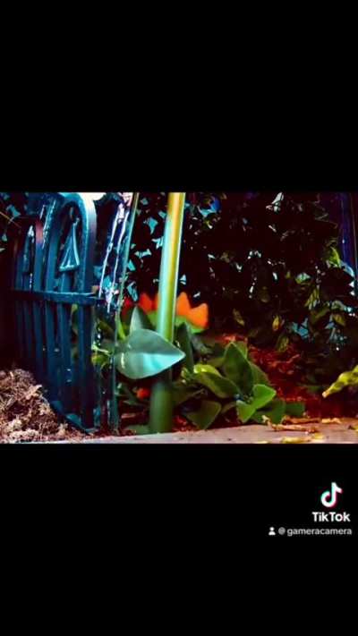 Jurassic Turtle