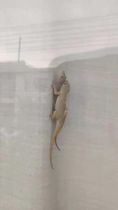In case you are wondering how lizards have s*x..