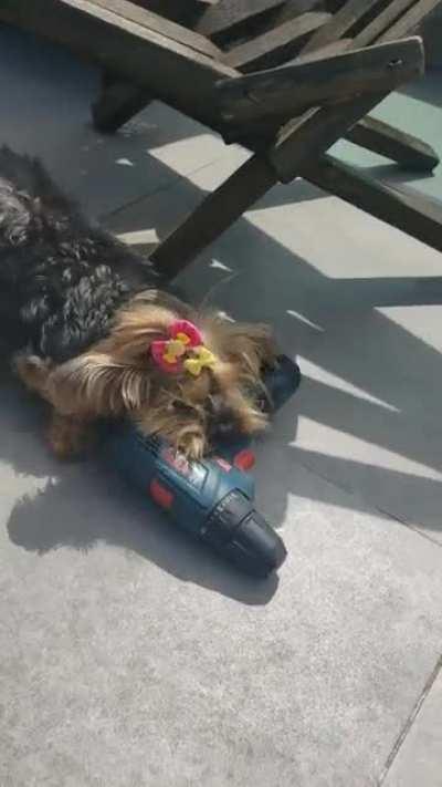 My dog hates drilling machines, I dont know why