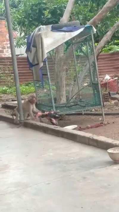 My best guess... the dog and the monkey were walking back home from the store. On the way back the monkey sees the ostrich who he had beef with back in seventh grade…