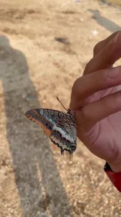 Butterfly, escaping a forest fire in Turkey, drinks water from the hand of an aid worker