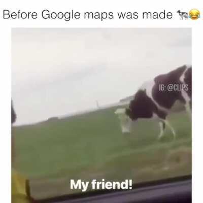 Cow's reaction to being asked directions