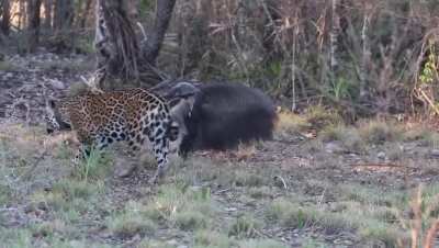 Aroeira and her cubs ran into a female giant anteater with a young, forcing her to be on high alert and in fight mode.