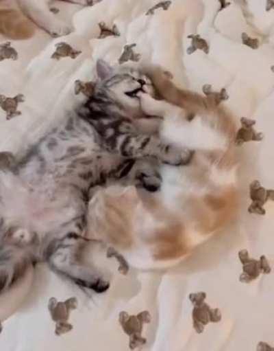 Behind the door, there are cuteness!!