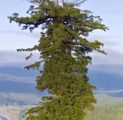 🔥 Hyperion is a coast redwood in California that is the world's tallest known living tree, measuring 380.3 ft. 🌲