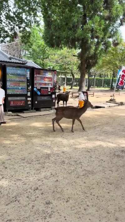 Deer freaks out, attacks tourist and struts off after being disrespected in public.