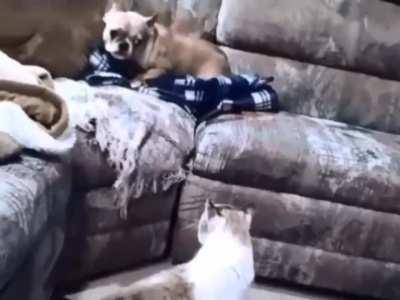 No que muy bergas prro!