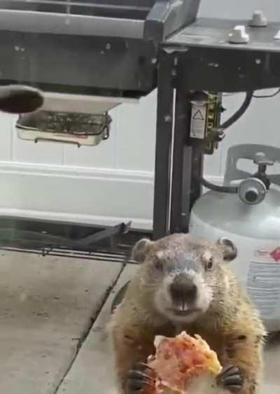 Groundhog:"Ya'll heard sumthin?".
