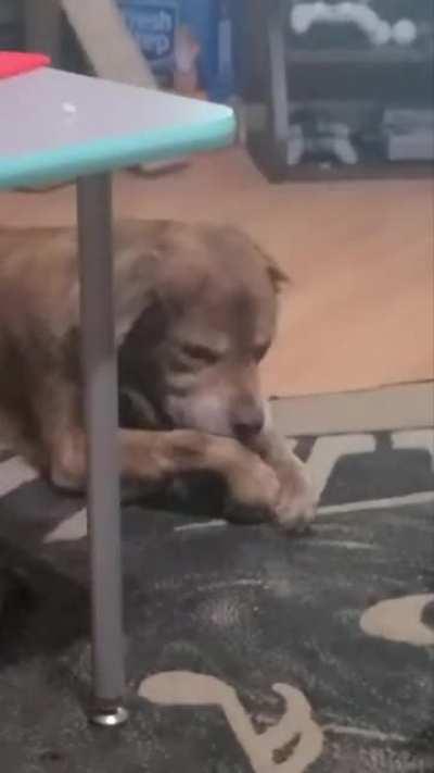 My dog was always fascinated at the way my cat cleaned itself. Now he does it too!