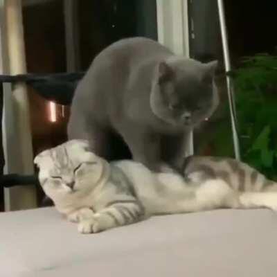 Cat steps in a puddle of liquid.