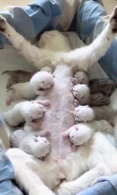 She deserves nine lives