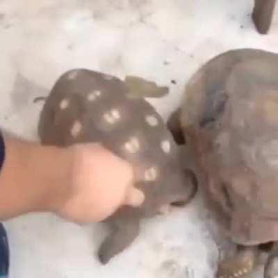 no, that's not his leg