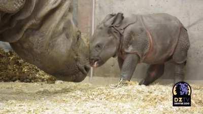 Rhino Baby Plays With Her Mother