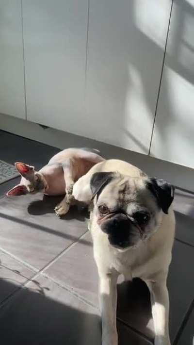 Attack the pug leg