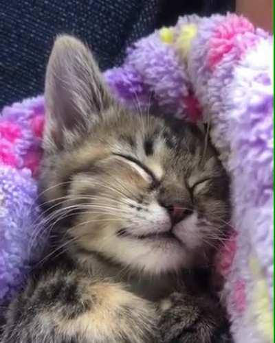 Cute kitty dreaming of Food!