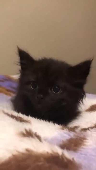 No violence just pure little ^ears^