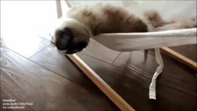 Cat learns to use a hammock