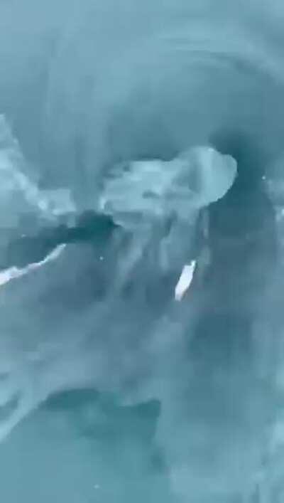 This makes my stomach turn itself inside out.