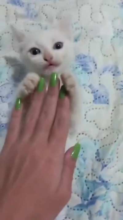 paulanobre - Video #0067