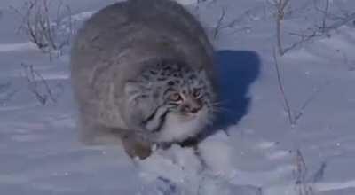 Wild Chonker