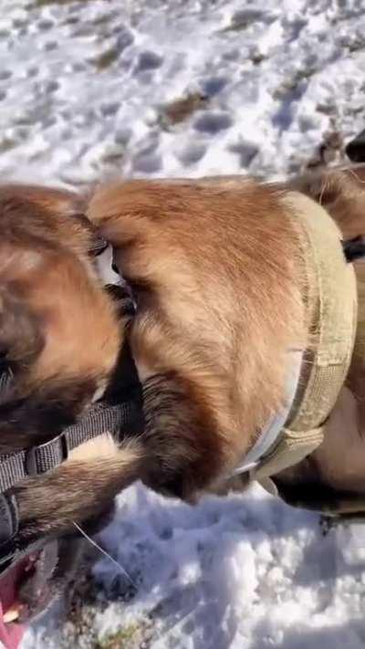 Carrying vital battlefield equipment for her handler Sergey Gusakvelo. Multi-disciplined service dog Betty from City of Dnieper. Belgian Malinois.
