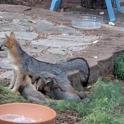 Mother of many children feeds her four cubs