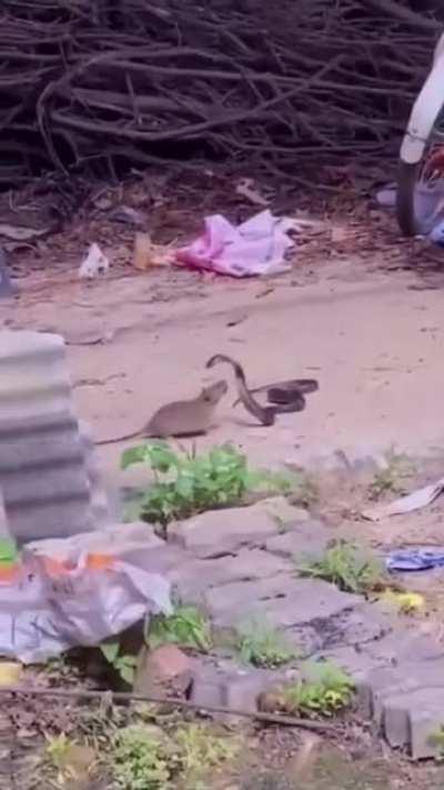 You want a real gangster!? Here you go!