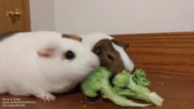 Guinea pig bonks its friend on the head with a broccoli