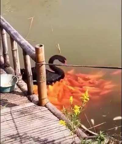 Goldfish Queen, ruler of the lake, protector of gold