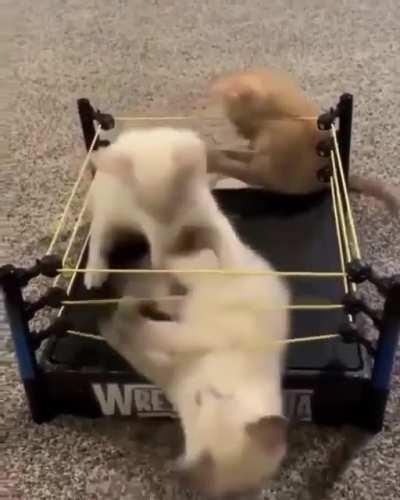 Wrestling kitties