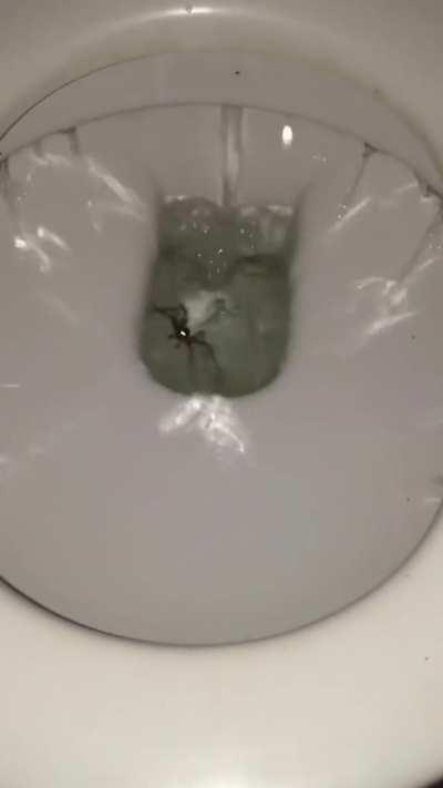 Splashicus the Unflushable