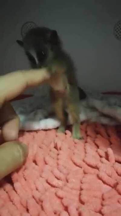 I guess this little friend needs element