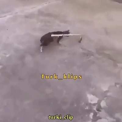 Haram kitty tries to end his fast😤🚫❌