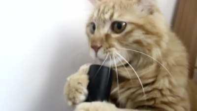 Cat plays with vacuum cleaner