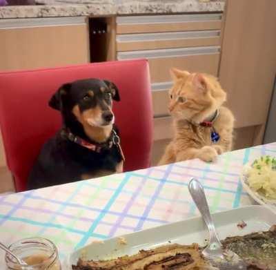 Cat has manners, dog too